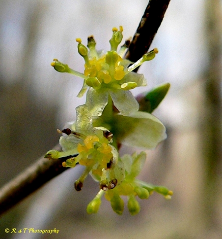 {Lindera benzoin}